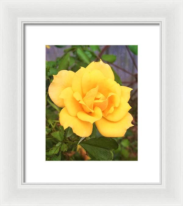 Eldon's Rose - Framed Print