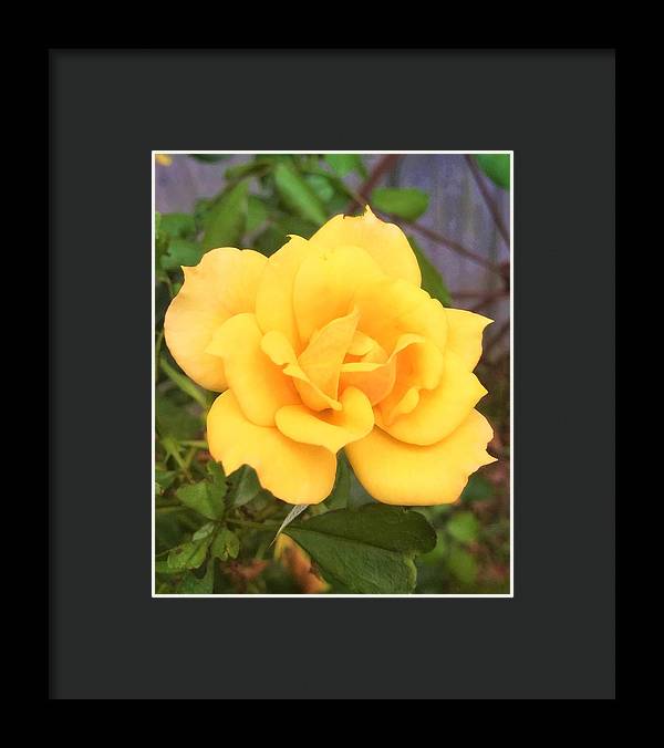 Eldon's Rose - Framed Print