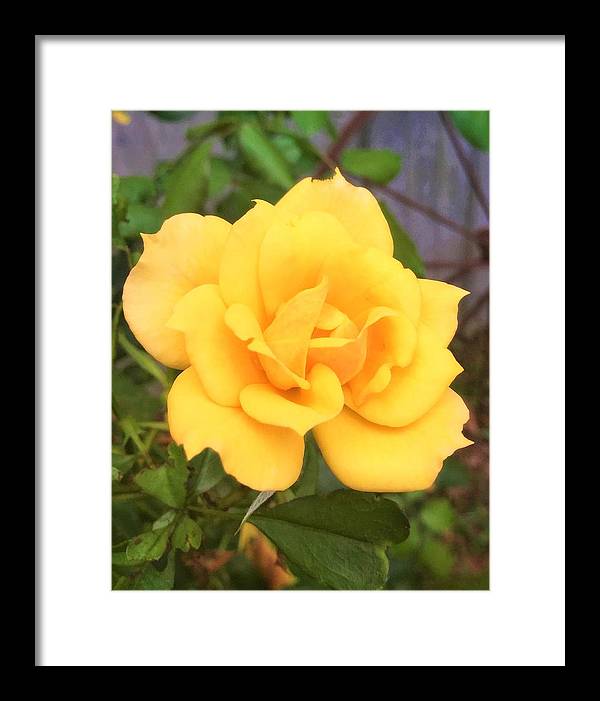 Eldon's Rose - Framed Print