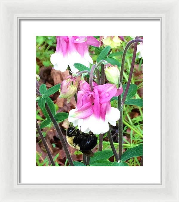 Entomophily - Framed Print