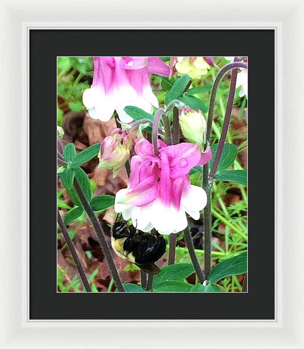 Entomophily - Framed Print