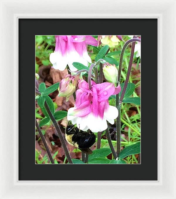 Entomophily - Framed Print