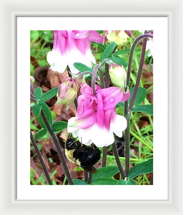 Entomophily - Framed Print