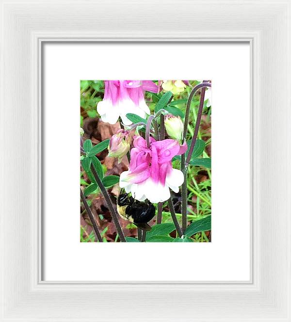 Entomophily - Framed Print