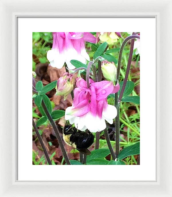 Entomophily - Framed Print