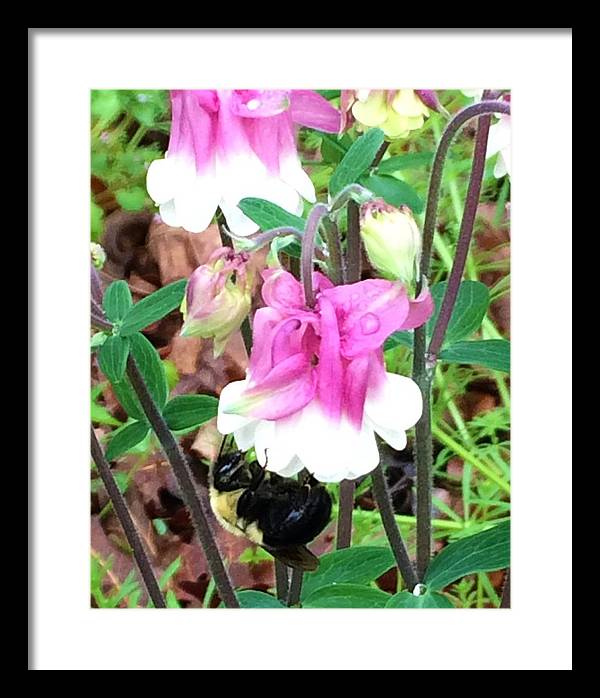 Entomophily - Framed Print