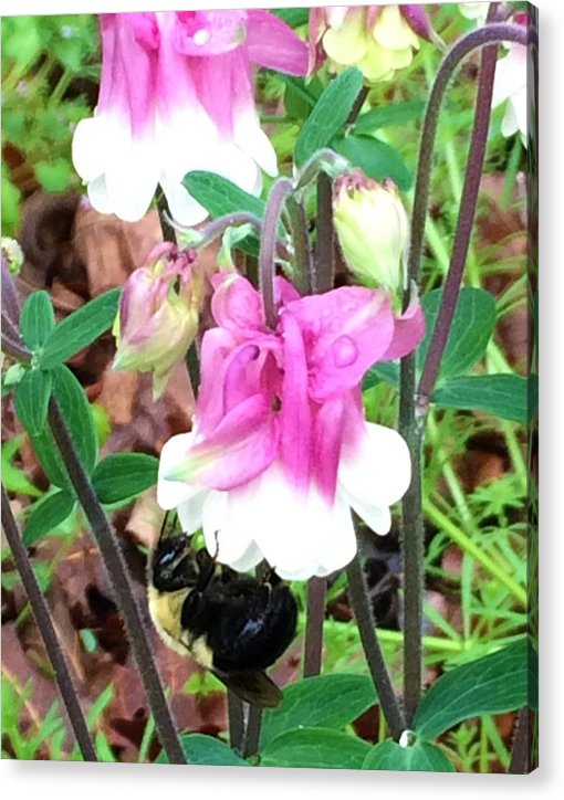 Entomophily - Acrylic Print