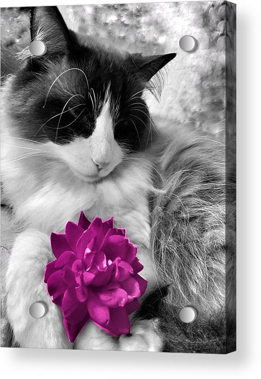 Fiona's Fuschia Flower - Acrylic Print