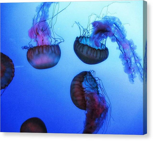 Jellyfish - Canvas Print