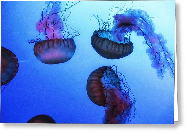 Jellyfish - Greeting Card