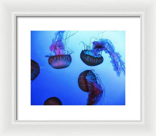 Jellyfish - Framed Print