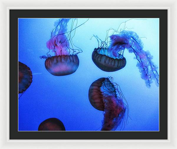 Jellyfish - Framed Print