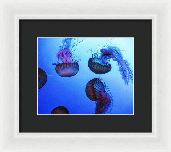 Jellyfish - Framed Print