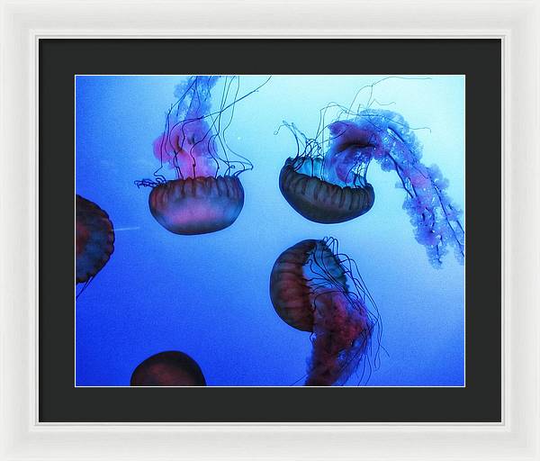 Jellyfish - Framed Print