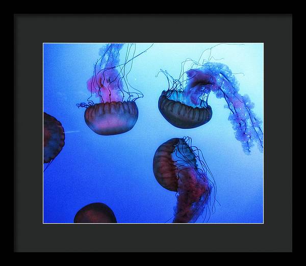 Jellyfish - Framed Print