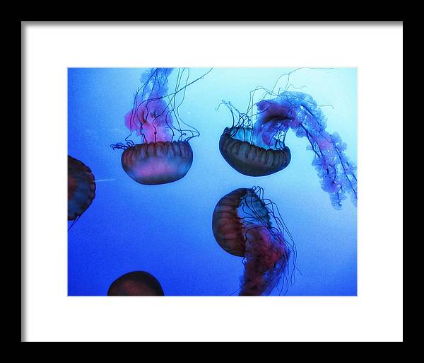 Jellyfish - Framed Print