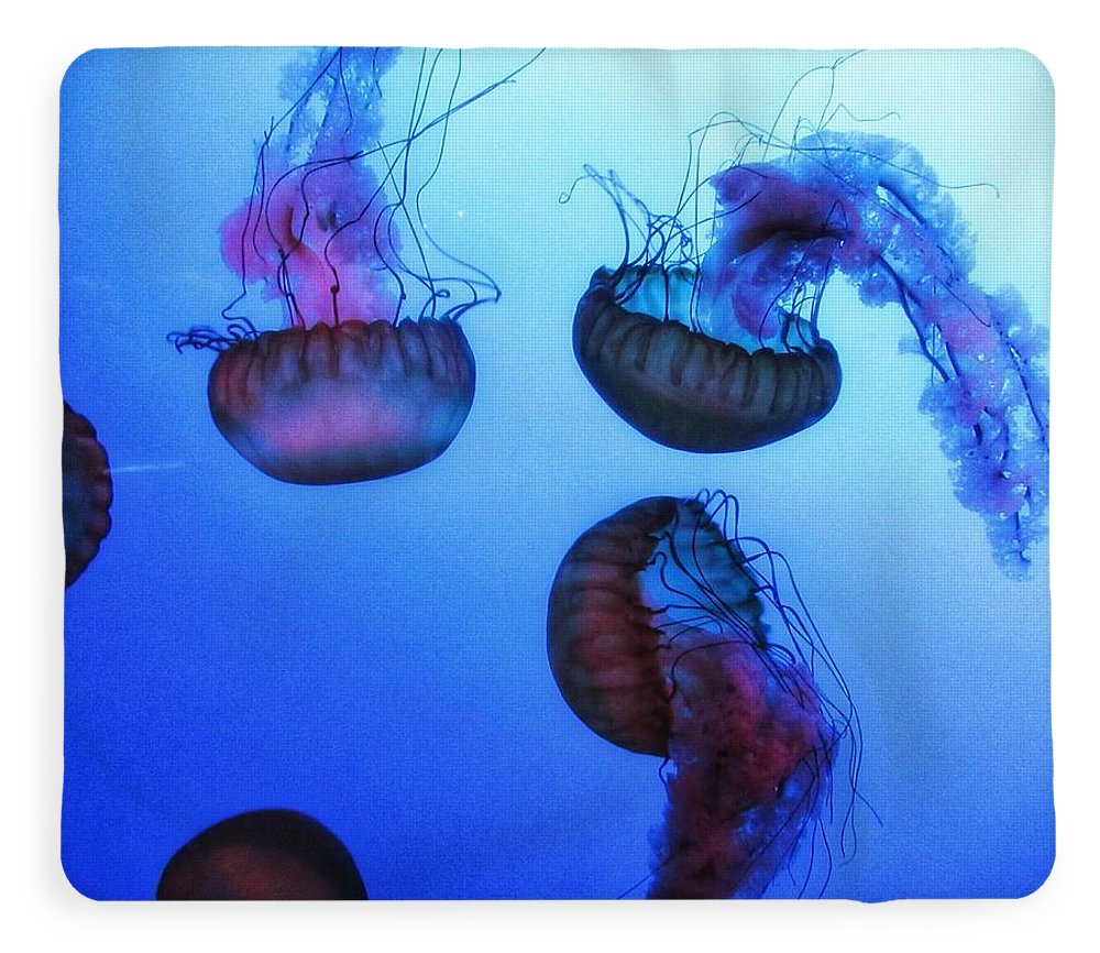 Jellyfish - Blanket