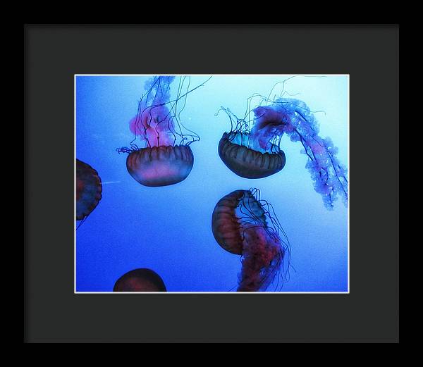 Jellyfish - Framed Print