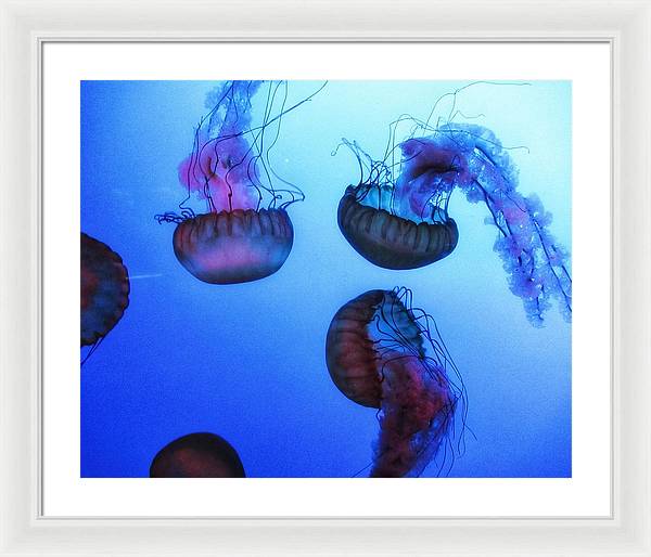 Jellyfish - Framed Print