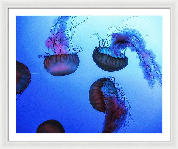 Jellyfish - Framed Print