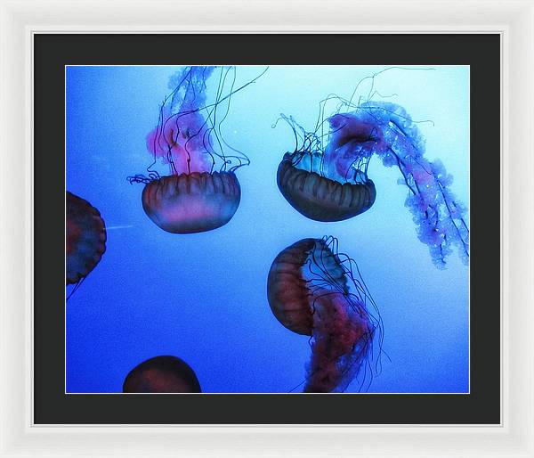 Jellyfish - Framed Print