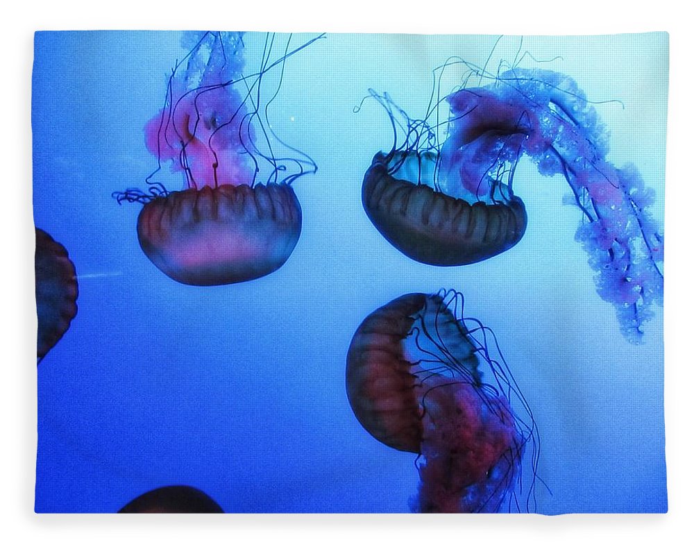 Jellyfish - Blanket