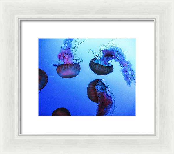 Jellyfish - Framed Print