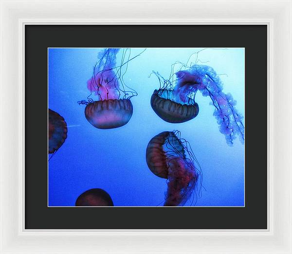 Jellyfish - Framed Print