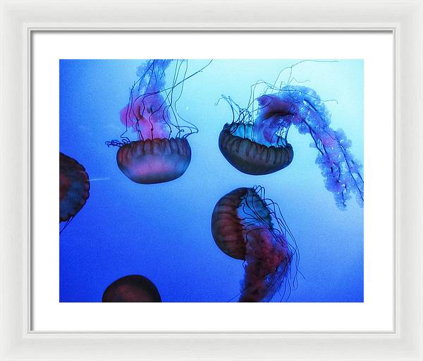 Jellyfish - Framed Print