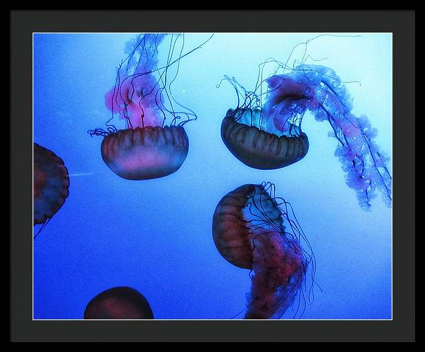 Jellyfish - Framed Print