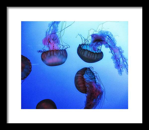 Jellyfish - Framed Print