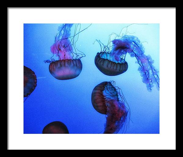 Jellyfish - Framed Print