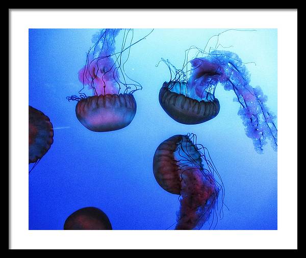 Jellyfish - Framed Print