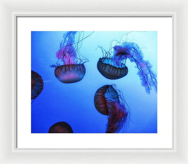 Jellyfish - Framed Print