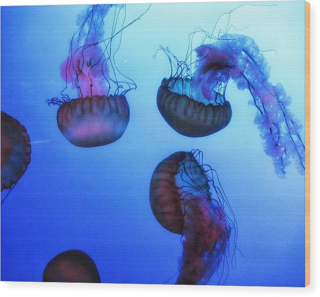 Jellyfish - Wood Print