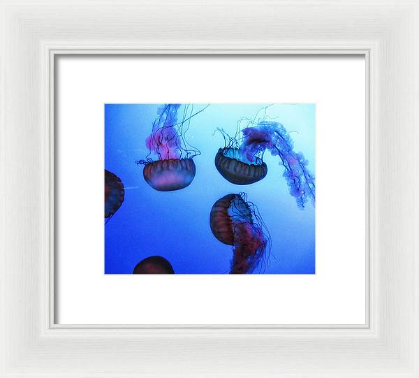 Jellyfish - Framed Print