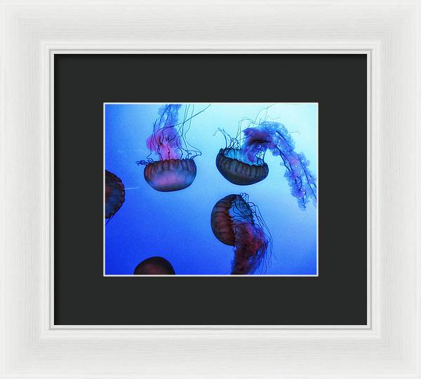 Jellyfish - Framed Print