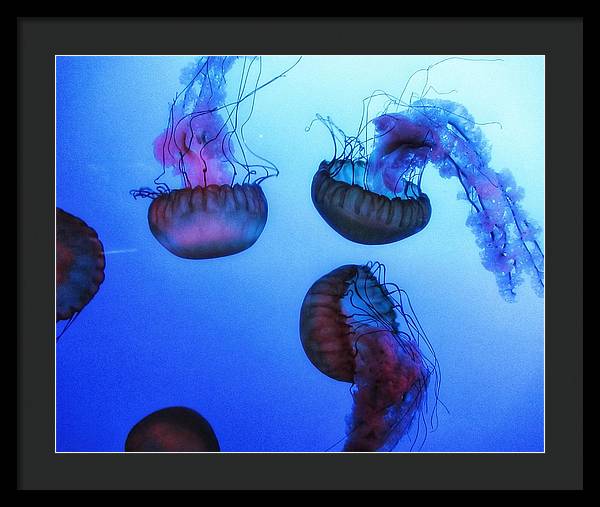 Jellyfish - Framed Print