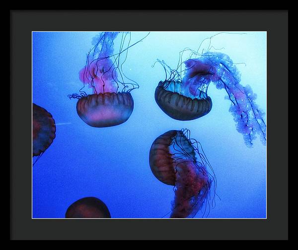 Jellyfish - Framed Print