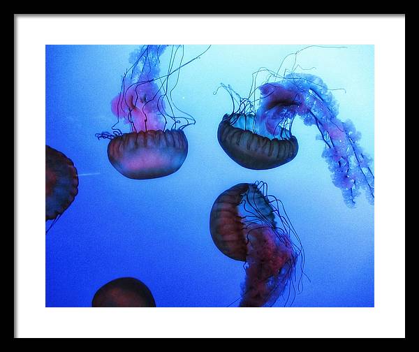 Jellyfish - Framed Print