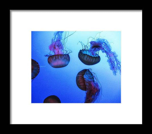 Jellyfish - Framed Print