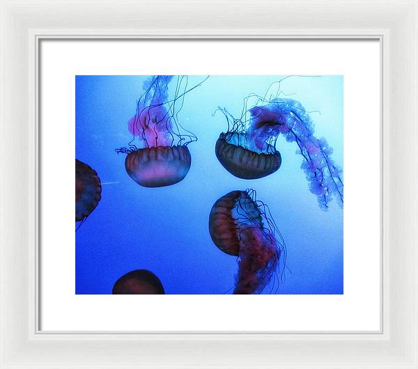 Jellyfish - Framed Print