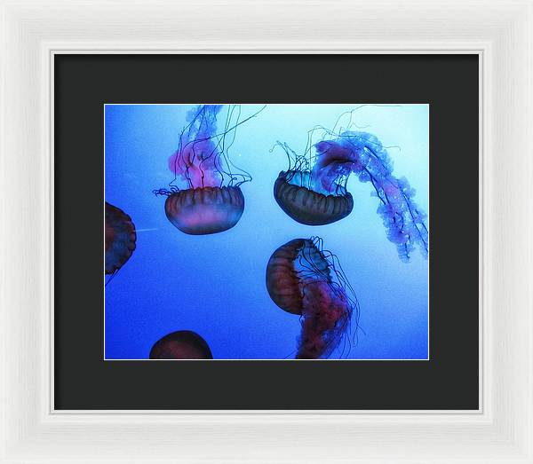 Jellyfish - Framed Print