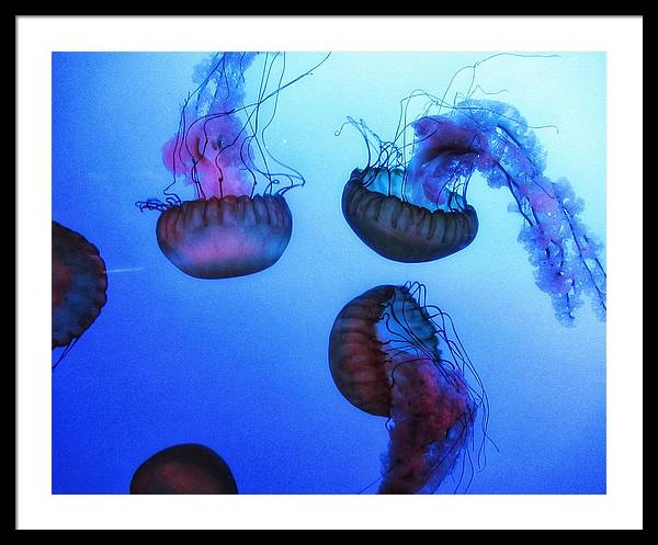 Jellyfish - Framed Print