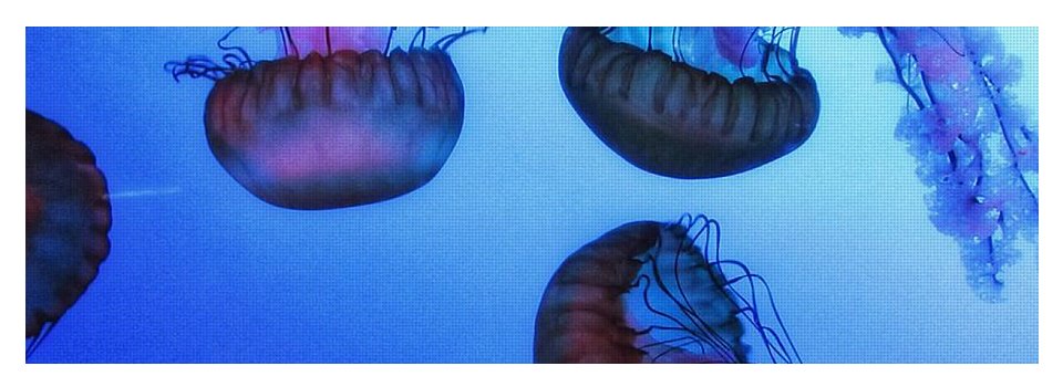 Jellyfish - Yoga Mat
