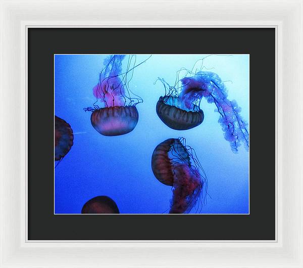 Jellyfish - Framed Print