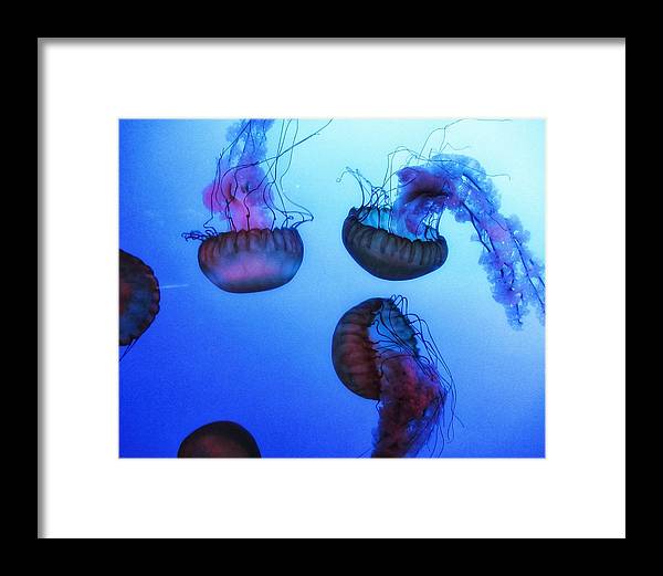 Jellyfish - Framed Print