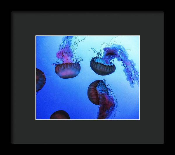 Jellyfish - Framed Print