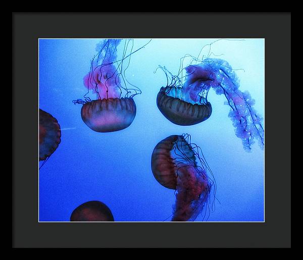 Jellyfish - Framed Print