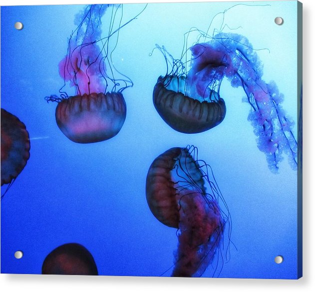 Jellyfish - Acrylic Print